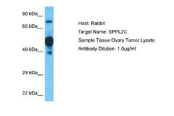 IMP5 Rabbit anti-Human, Polyclonal, Novus Biologicals 0.1 mL | Buy Online | Novus Biologicals | Fisher Scientific